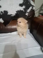 Lilly, a female Pomeranian for sale in Abilene, TX – 2 of 3
