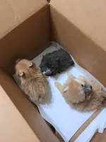 Rascal, a male Pomeranian for sale in Abilene, TX – Photo 3 of 9