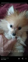 Rascal, a male Pomeranian for sale in Abilene, TX – Photo 2 of 9