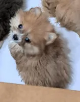 Rascal, a male Pomeranian for sale in Abilene, TX – Photo 4 of 9