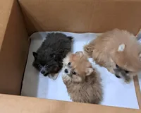 Rascal, a male Pomeranian for sale in Abilene, TX – Photo 7 of 9