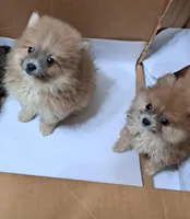 Rascal, a male Pomeranian for sale in Abilene, TX – Photo 5 of 9