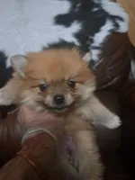 Ginger, a female Pomeranian for sale in Abilene, TX – Photo 6 of 8