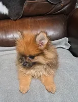 Ginger, a female Pomeranian for sale in Abilene, TX – Photo 1 of 8