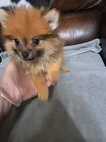 Ginger, a female Pomeranian for sale in Abilene, TX – Photo 3 of 8