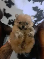 Ginger, a female Pomeranian for sale in Abilene, TX – Photo 8 of 8