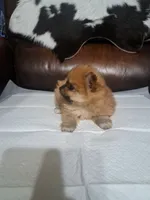 Ginger, a female Pomeranian for sale in Abilene, TX – Photo 7 of 8