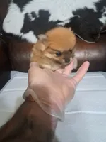 Ginger, a female Pomeranian for sale in Abilene, TX – Photo 5 of 8