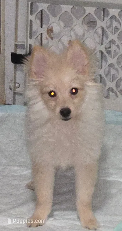 Lilly – Pomeranian puppy for sale in Abilene, TX