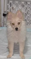 Lilly, a female Pomeranian for sale in Abilene, TX – 1 of 5