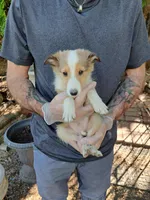 Sampson 3rd, a male Shetland Sheepdog for sale in Abilene, TX – Photo 2 of 3