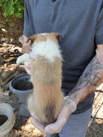 Sampson 3rd, a male Shetland Sheepdog for sale in Abilene, TX – Photo 3 of 3