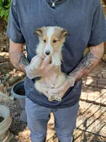 Sampson 3rd, a male Shetland Sheepdog for sale in Abilene, TX – Photo 1 of 3