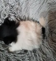 Sugars, a female Pomeranian for sale in Abilene, TX – Photo 8 of 10