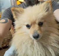 Sugars, a female Pomeranian for sale in Abilene, TX – Photo 9 of 10