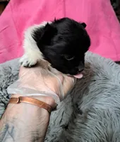 Sugars, a female Pomeranian for sale in Abilene, TX – Photo 2 of 10