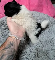 Sugars, a female Pomeranian for sale in Abilene, TX – Photo 7 of 10