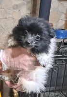 Sugars, a female Pomeranian for sale in Abilene, TX – Photo 1 of 10