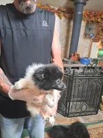 Sugars, a female Pomeranian for sale in Abilene, TX – Photo 10 of 10