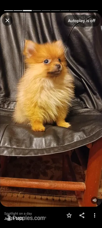 Roxi, a female Pomeranian for sale in Abilene, TX – Photo 1 of 1