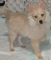 Lilly, a female Pomeranian for sale in Abilene, TX – 2 of 5