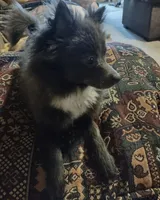 Roxy, a female Pomeranian for sale in Abilene, TX – Photo 5 of 10