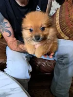 Roxy, a female Pomeranian for sale in Abilene, TX – Photo 10 of 10