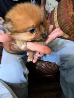 Roxy, a female Pomeranian for sale in Abilene, TX – Photo 9 of 10