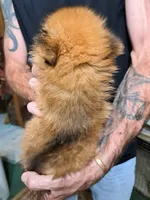 Roxy, a female Pomeranian for sale in Abilene, TX – Photo 7 of 10