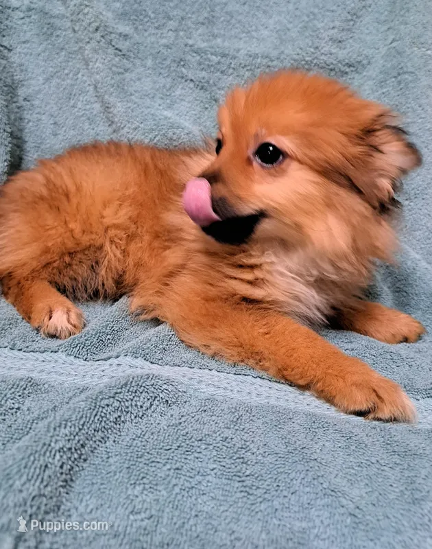 Roxy, a female Pomeranian for sale in Abilene, TX – Photo 1 of 10