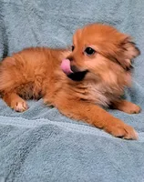 Roxy, a female Pomeranian for sale in Abilene, TX – Photo 1 of 10