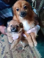 Roxy, a female Pomeranian for sale in Abilene, TX – Photo 4 of 10