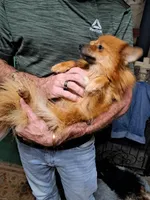 Roxy, a female Pomeranian for sale in Abilene, TX – Photo 6 of 10