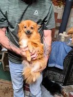 Roxy, a female Pomeranian for sale in Abilene, TX – Photo 8 of 10