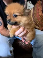 Roxy, a female Pomeranian for sale in Abilene, TX – Photo 3 of 10