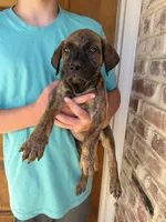 Pink , a female Boerboel for sale in Red Bluff, CA – 2 of 2