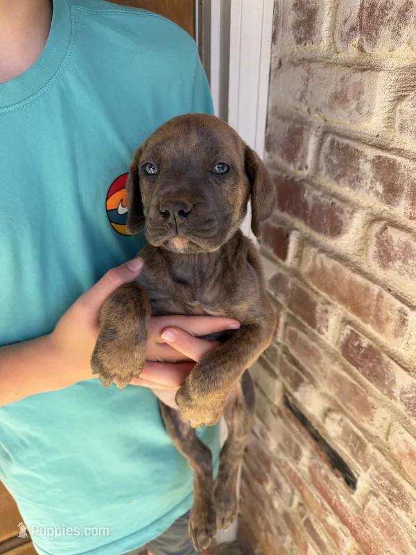 Lime green boy  – Boerboel puppy for sale in Red Bluff, CA