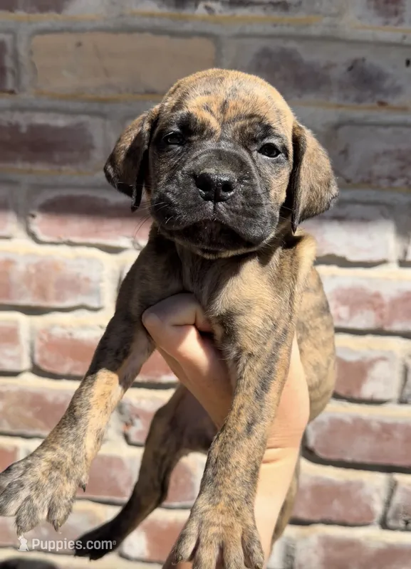 White Collar  – Boerboel puppy for sale in Red Bluff, CA