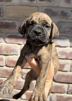 White Collar , a female Boerboel for sale in Red Bluff, CA – 1 of 1