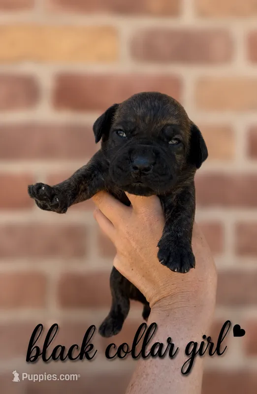 Black Collar girl  – Boerboel puppy for sale in Red Bluff, CA