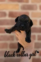 Black Collar girl , a female Boerboel for sale in Red Bluff, CA – 1 of 1