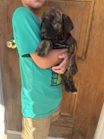 Yellow , a female Boerboel for sale in Red Bluff, CA – 4 of 4