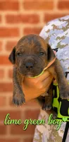 Lime green boy , a male Boerboel for sale in Red Bluff, CA – 1 of 1