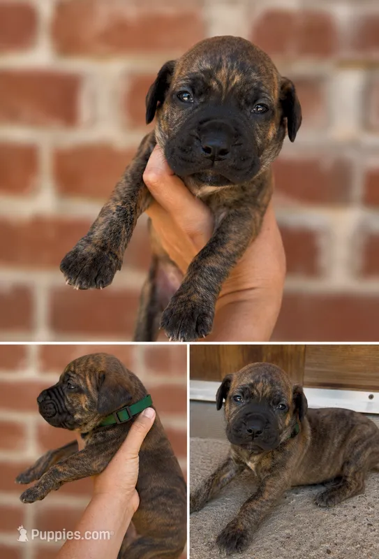 Green Boy  – Boerboel puppy for sale in Red Bluff, CA