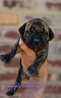 Purple Collar , a female Boerboel for sale in Red Bluff, CA – 1 of 1