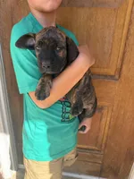 Yellow , a female Boerboel for sale in Red Bluff, CA – 3 of 4