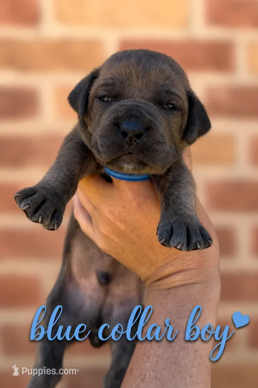 Blue Collad Boy  – Boerboel puppy for sale in Red Bluff, CA