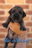 Blue Collad Boy , a male Boerboel for sale in Red Bluff, CA – 1 of 1