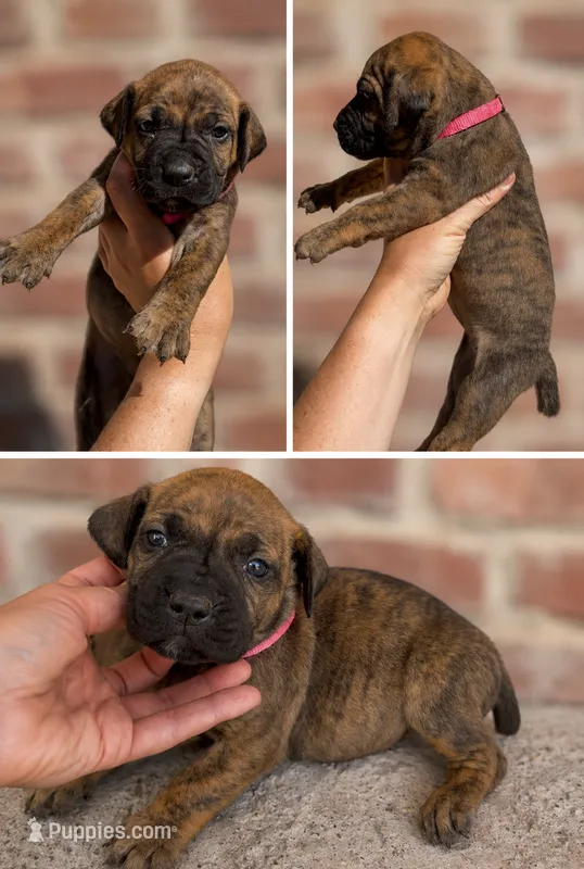 Pink collar  – Boerboel puppy for sale in Red Bluff, CA