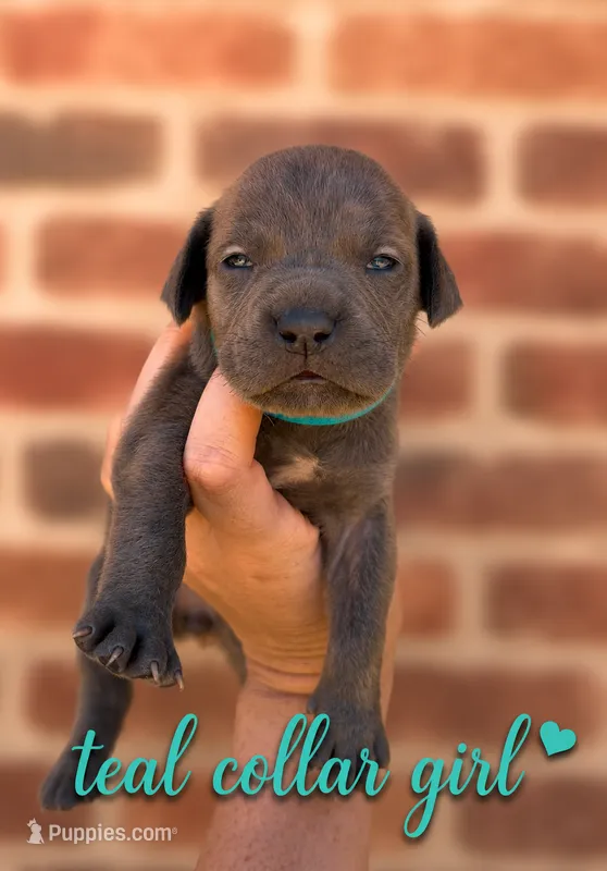 Teal collar girl  – Boerboel puppy for sale in Red Bluff, CA